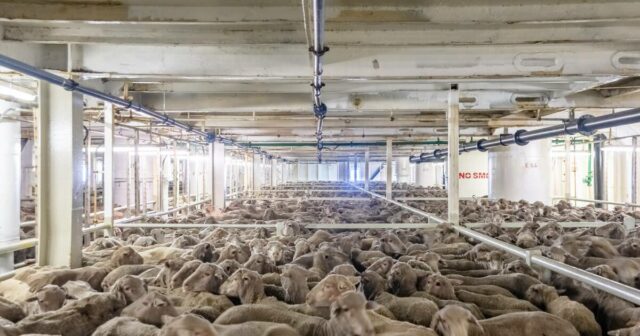 Fluxo de fundos federais para ajudar os agricultores a enfrentar a eliminação progressiva da exportação de ovinos vivos
