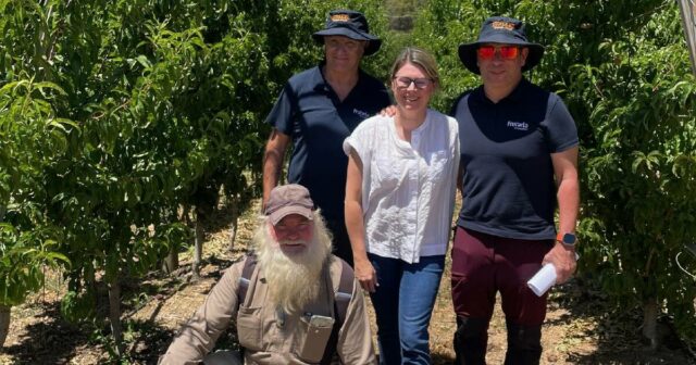 Fruta plana repleta de sabor e com todos os atributos adequados para o mercado
