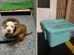 Fúria quando cachorro doente é jogado em uma lixeira lacrada no veterinário com uma mensagem escrita ao lado Dog abandoned in closed bin