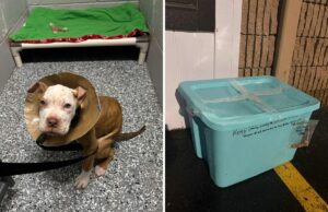 Fúria quando cachorro doente é jogado em uma lixeira lacrada no veterinário com uma mensagem escrita ao lado Dog abandoned in closed bin