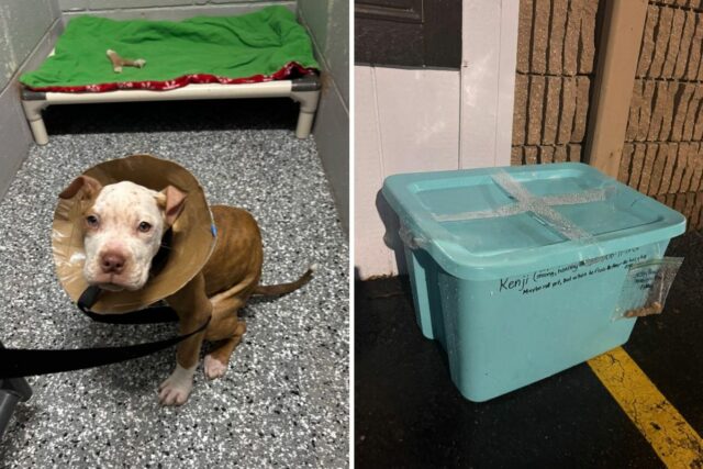 Dog abandoned in closed bin