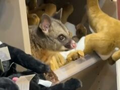 Gambá se disfarça entre animais de pelúcia na loja de presentes do aeroporto australiano: ‘Ele queria se misturar’ Gambá se disfarça entre animais de pelúcia na loja de presentes do aeroporto australiano: 'Ele queria se misturar'