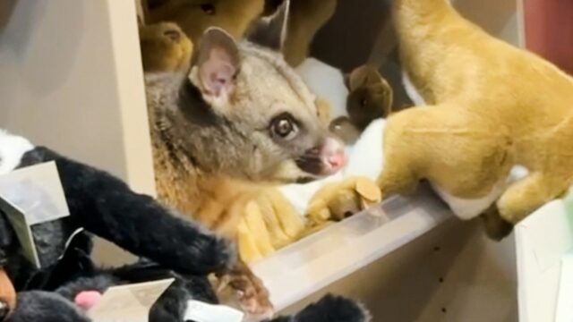 Gambá vivo descoberto escondido entre brinquedos de pelúcia em uma Gambá vivo descoberto escondido entre brinquedos de pelúcia em uma loja de presentes de um aeroporto australiano