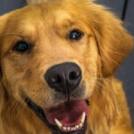 Yahoo lifestyle home