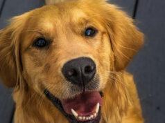 Golden Retriever trava boletim meteorológico na TV ao vivo e ninguém se importa Yahoo lifestyle home