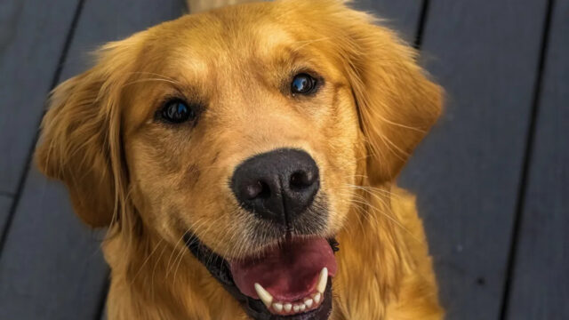 Golden Retriever trava boletim meteorológico na TV ao vivo e Yahoo lifestyle home