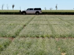Grão antigo mostrando grande potencial para rotações de culturas no cinturão de trigo do norte Grão antigo mostrando grande potencial para rotações de culturas no cinturão de trigo do norte