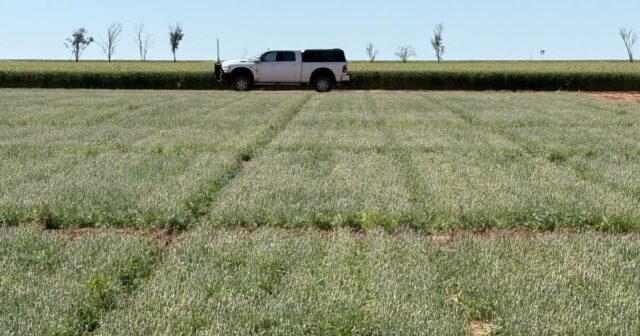 Grão antigo mostrando grande potencial para rotações de culturas no cinturão de trigo do norte
