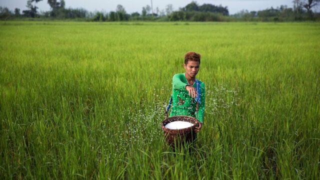 A Índia está a tentar reduzir a sua dependência de fertilizantes importados.