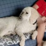 Homem de Minnesota matou vizinho, sequestrou namorada grávida e seus quatro filhos em uma violência aterrorizante