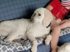 Homem de Minnesota supostamente atraiu cães de vizinhos antes de atirar neles Homem de Minnesota matou vizinho, sequestrou namorada grávida e seus quatro filhos em uma violência aterrorizante