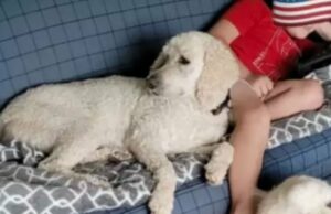 Homem de Minnesota supostamente atraiu cães de vizinhos antes de atirar neles Homem de Minnesota matou vizinho, sequestrou namorada grávida e seus quatro filhos em uma violência aterrorizante