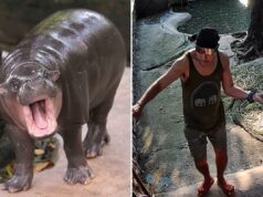 Homem é preso após entrar no recinto do hipopótamo pigmeu Moo Deng no zoológico tailandês Homem é preso após entrar no recinto do hipopótamo pigmeu Moo Deng no zoológico tailandês