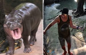 Homem é preso após entrar no recinto do hipopótamo pigmeu Moo Deng no zoológico tailandês Homem é preso após entrar no recinto do hipopótamo pigmeu Moo Deng no zoológico tailandês