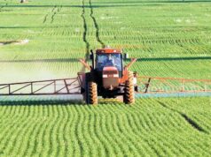 ‘Hora de brilhar’: alternativas de fertilizantes em demanda à medida que a escassez de uréia aumenta 'Hora de brilhar': alternativas de fertilizantes em demanda à medida que a escassez de uréia aumenta