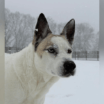 Husky Mix tem teste de DNA, o proprietário não consegue acreditar no que revela: ‘Dog-Wolf’