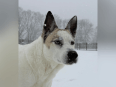 Husky Mix tem teste de DNA, o proprietário não consegue acreditar no que revela: ‘Dog-Wolf’ Husky Mix tem teste de DNA, o proprietário não consegue acreditar no que revela: ‘Dog-Wolf’