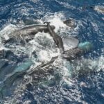 A imagem do Projeto CETI mostra cachalotes fêmeas segurando um filhote recém-nascido acima da água até que ele possa nadar sozinho.