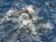 Imagens mostram cachalotes fêmeas trabalhando juntas durante o nascimento para proteger o filhote A imagem do Projeto CETI mostra cachalotes fêmeas segurando um filhote recém-nascido acima da água até que ele possa nadar sozinho.