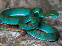 Impressionante víbora turquesa entre descobertas incríveis nas cavernas cársticas anteriormente inexploradas do Camboja Yahoo entertainment home