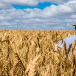Irão os preços dos cereais disparar na sequência do conflito no Irão como o combustível e os fertilizantes?