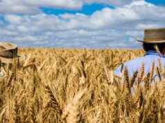 Irão os preços dos cereais disparar na sequência do conflito no Irão como o combustível e os fertilizantes? Irão os preços dos cereais disparar na sequência do conflito no Irão como o combustível e os fertilizantes?