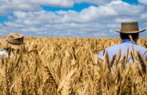 Irão os preços dos cereais disparar na sequência do conflito no Irão como o combustível e os fertilizantes? Irão os preços dos cereais disparar na sequência do conflito no Irão como o combustível e os fertilizantes?
