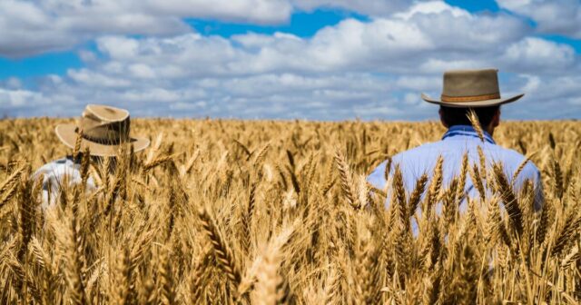Irão os preços dos cereais disparar na sequência do conflito no Irão como o combustível e os fertilizantes?
