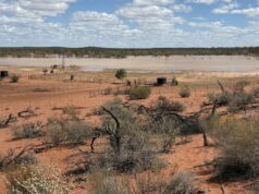 ‘Isso mudou nossas vidas’: pastores de Upper Gascoyne dão as boas-vindas à chuva 'Isso mudou nossas vidas': pastores de Upper Gascoyne dão as boas-vindas à chuva