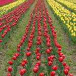 Jammu-Caxemira: Turistas chegam em grande número para ver o Jardim de Tulipas de Srinagar