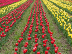 Jammu-Caxemira: Turistas chegam em grande número para ver o Jardim de Tulipas de Srinagar Jammu-Caxemira: Turistas chegam em grande número para ver o Jardim de Tulipas de Srinagar