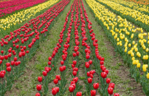 Jammu-Caxemira: Turistas chegam em grande número para ver o Jardim de Tulipas de Srinagar Jammu-Caxemira: Turistas chegam em grande número para ver o Jardim de Tulipas de Srinagar