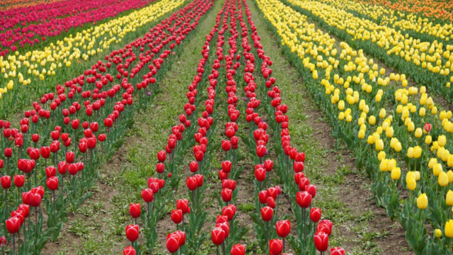 Jammu-Caxemira: Turistas chegam em grande número para ver o Jardim de Tulipas de Srinagar
