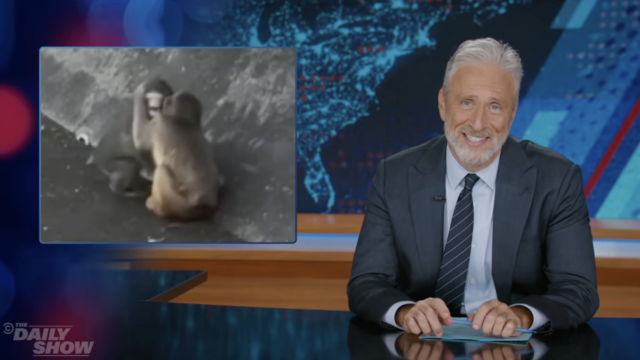 Jon Stewart tem uma reação brutal à nova namorada de Punch the Monkeys
