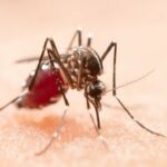 Kasus Dengue Global Capai 14.6 Juta dalam Setahun, Ancaman Terus Meningkat