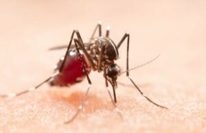 Kasus Dengue Global Capai 14.6 Juta dalam Setahun, Ancaman Terus Meningkat Kasus Dengue Global Capai 14.6 Juta dalam Setahun, Ancaman Terus Meningkat