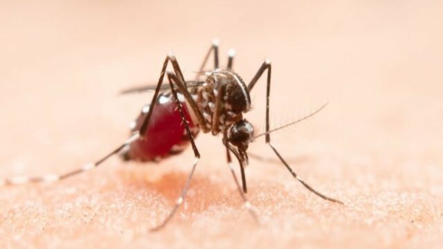 Kasus Dengue Global Capai 14.6 Juta dalam Setahun, Ancaman Terus Meningkat
