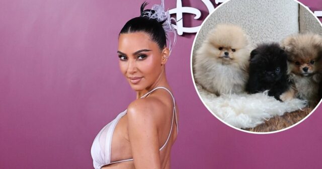 Kim Kardashian compartilha seus quatro novos filhotes após reação da PETA