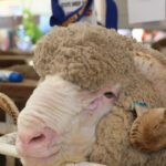 Lã ganha destaque depois de mercado nacional subir 23 cêntimos por quilograma