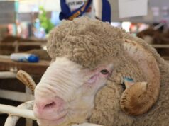 Lã ganha destaque depois de mercado nacional subir 23 cêntimos por quilograma Lã ganha destaque depois de mercado nacional subir 23 cêntimos por quilograma