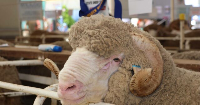 Lã ganha destaque depois de mercado nacional subir 23 cêntimos por quilograma
