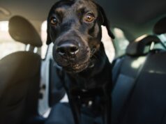 Labrador sai para passear – por que ele está ‘animado’ derrete corações Labrador sai para passear - por que ele está 'animado' derrete corações