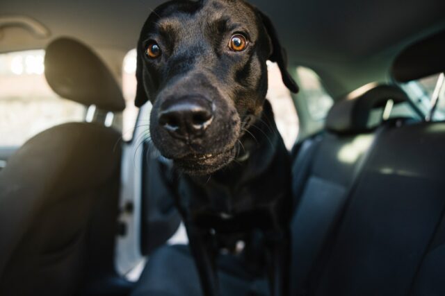 Labrador sai para passear - por que ele está 'animado' derrete corações
