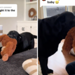 Lágrimas com a primeira coisa que o labrador faz quando os proprietários trazem um novo bebê para casa