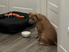 Lágrimas na foto da primeira noite em casa do cão de resgate versus 24 horas depois Alice Gibbs