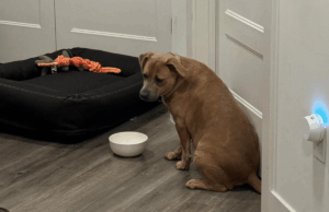 Lágrimas na foto da primeira noite em casa do cão de resgate versus 24 horas depois Alice Gibbs