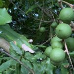 Macadâmias selecionadas das nogueiras da melhor qualidade nos pomares do Sudoeste