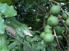 Macadâmias selecionadas das nogueiras da melhor qualidade nos pomares do Sudoeste Macadâmias selecionadas das nogueiras da melhor qualidade nos pomares do Sudoeste