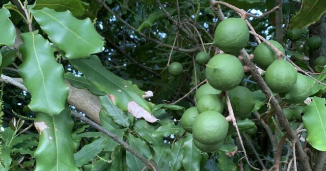 Macadâmias selecionadas das nogueiras da melhor qualidade nos pomares do Sudoeste
