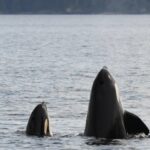 Ícone de conversão de texto em fala